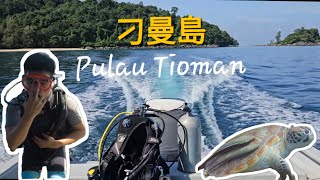 Fun dive in Tioman Island Malaysia 刁曼岛潜水🇲🇾 [upl. by Mandelbaum]