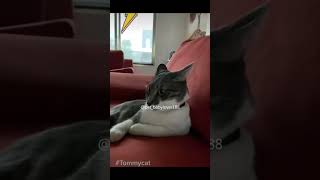 funny scared cats 🙀 [upl. by Hotchkiss938]