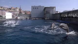 Acquario di Genova quot Regenerationquot 2016 [upl. by Egedan755]