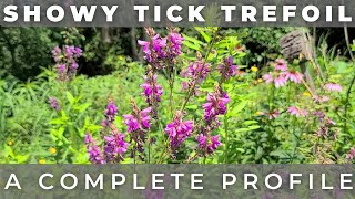 Showy Tick Trefoil  Native Plant Profile [upl. by Yrocej528]