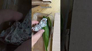 Hoya hypoplasia cutting hoyoverse plants hoyacare shorts [upl. by Chastity]