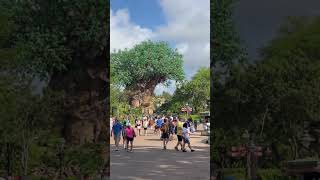 Arbol de la vida disney animal kingdom [upl. by Eityak604]