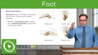 Anatomy of the Foot Calcaneus Navicular amp Cuboid – Anatomy  Lecturio [upl. by Knoll93]