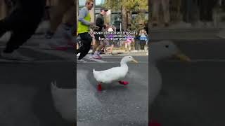 Duck Runs Marathon [upl. by Hinkle786]