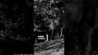 Motivational Shorts Be Relentless Like a Wolf Listen to this daily Motivational video [upl. by Oeramed]