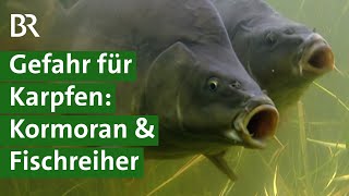 Regionale und naturnahe Fischzucht Mehr Tierwohl und Tierschutz im Karpfenteich  Unser Land  BR [upl. by Parthenia946]