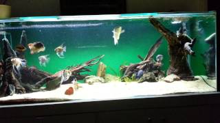 600 litre neotropical cichlid aquarium feeding [upl. by Ateuqahs530]