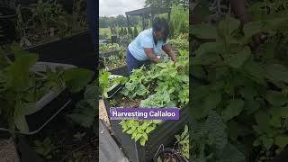 Transform Your Garden with Callaloo A MustHave Plant [upl. by Nylirehc]