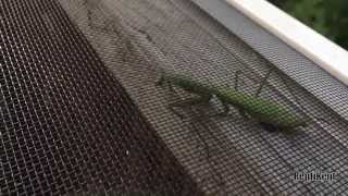 Bearded Dragon Eats Praying Mantis [upl. by Acsehcnarf]