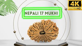 17 Mukhi Rudraksha From Nepal  Benefits of Powerful 17 Mukhi Rudraksha for Success and Growth Nepa [upl. by Leasi]