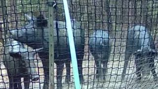 HOOP NET Fishing For NUISANCE Wild Hogs With A Pig Brig Trap amp WEVAC CV12 Chamber Vacuum Sealer [upl. by Caruso]