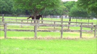 Gaited Horses Race Gallop Tennessee Walker Races Missouri Foxtrotter [upl. by Ylicis]