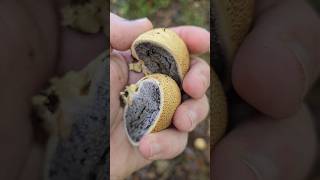 Le scleroderme citron scleroderme vessedeloup champignons nature apprendresuryoutube educatif [upl. by Eden639]