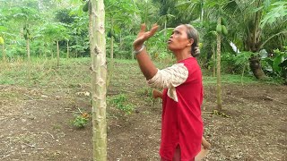 KEBUN PEPAYA DI SERANG HAMA GASIR LASUNG DI TANGKAP DI MASAK [upl. by Ayian]