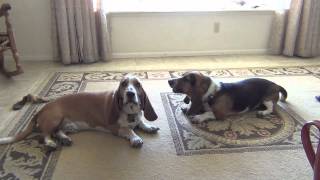 Basset Hounds Howling Lazy Style [upl. by Nordgren]