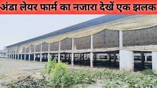 अंडा लेयर फार्म का नजारा देखें एक झलक Eggs Layer Farm [upl. by Notluf]