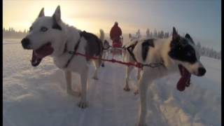 Husky Tour in Lapland  Finland  Stunning Dog Sledding Experience [upl. by Asiak]