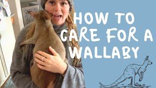 How to care for a Wallaby [upl. by Naegem]