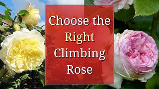 Choose the Right Climbing Rose [upl. by Sileas]