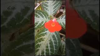 Episcia Cupreata ornamentalplants nature travel shortvideo trending [upl. by Otero]