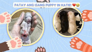 Vlog 26  Katie gave birth to a 5 puppies Part 2Unexpected Namatay ang isa 💔  Glizcel Cabael💜 [upl. by Ynaffad395]