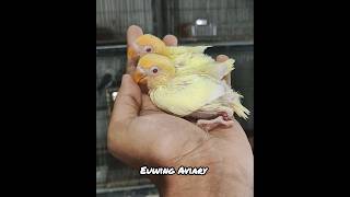 Creamino Opaline Lovebird [upl. by Esta]