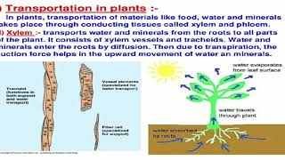 Transportation in plants  chapter 6 revision class 10 science NCERT [upl. by Denney]