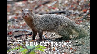 Indian Gray Mongoose [upl. by Alad]