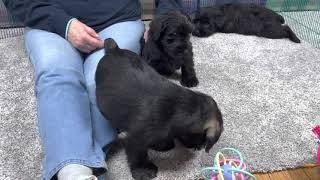 Standard Schnauzer puppies 8 weeks old  December 8 2022 [upl. by Idolah]