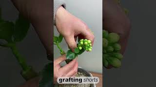 Jade tree grafting technology l grafting shorts [upl. by Nelehyram]