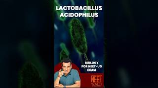 Lactobacillus Acidophilus  Human health and disease  class 11th Biology  NEET  neet science [upl. by Rramo]