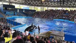 SeaWorld San Antonio ORCA Encounter Texas part 2 [upl. by Nelav245]