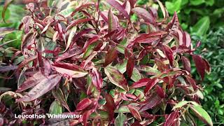 Colorful Coastal Doghobbles the many Leucothoe varieties [upl. by Neelon]