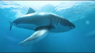 Great White SharkJAWS Eats our 360 VR Camera Be inside Jaws mouth  EPIC FOOTAGE [upl. by Ecilegna]