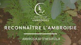 Reconnaître lAmbroisie à feuilles darmoise [upl. by Aseeral]