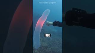 What exactly are pyrosomes [upl. by Nikral734]