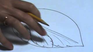 How to draw an acanthus leaf [upl. by Kienan]