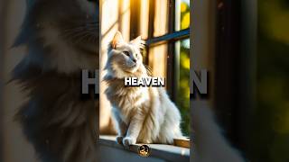 Do animals go to heaven [upl. by Eitten]