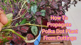 How To Propagate Polka Dot Plant Hypoestes From Cuttings  Polka Dot Propagation In Soil Or Water [upl. by Uolyram952]