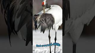 RedCrowned Crane Japans unique bird🦤🤯😱😱 [upl. by Ydoj919]