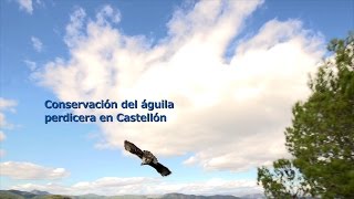 Blog Entrelíneas Conservación del águila perdicera en Castellón [upl. by Adnoma837]