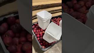 It is about time for cider making apple cider fruit fun iowa press trending shorts harvest [upl. by Tohcnarf]