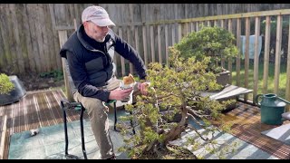 Juniper Rigida Bonsai Repotting [upl. by Asreht]