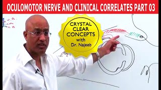 Oculomotor Nerve and Clinical Correlates Part 3 [upl. by Maiga418]