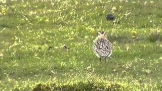 Dotterel at Davidstow Airfield [upl. by Atilehs]