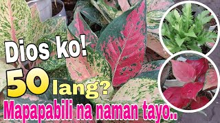 Makapigil ka kayaor Mapapabiligarden plants houseplants [upl. by Meggy]