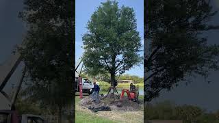 Huge Live Oak PlantingLarge Trees and Palms For Saletrees buylargetrees treeservicesnearme [upl. by Aranat]