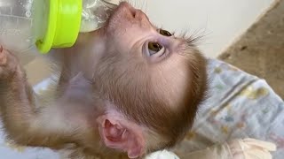 Ek Monkey ka baccha Ek Din Mein 7 litre dudh Pi Gaya  morning to evening seven liter milk drinking [upl. by Jephum407]