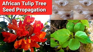 African Tulip Tree Seed Propagation  Spathodea Campanulata [upl. by Lebezej]