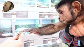 Monkeys Petsmart Adventure NEW FRIENDS [upl. by Davy695]